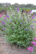 Psychedelic Sky™ Butterfly Bush (Buddleia ‘Psychedelic Sky') - 2 gallon