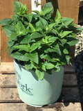 Pocahontas Pink Bee Balm (Monarda pocahontas 'Pink') - 1 gallon