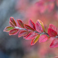 Autumn Inferno® Cotoneaster (Cotoneaster 'Autumn Inferno') - 3 gallon 18"