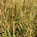 Indian Grass (Sorghastrum 'Sorg. N. Golden Sunset') - 2 gallon