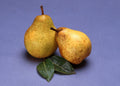 Bartlett Pear (Pyrus 'Fruit Bartlett') - 2 gallon 36"