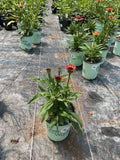 Sunseekers® Orange Coneflower (Echinacea SunSeekers Orange ('Apecssior'PBR)) - half gallon