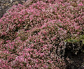 Steel the Show Stonecrop (Sedum steel 'The Show') - 1 gallon