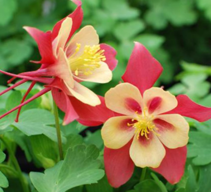 EarlyBird™ Red Yellow Columbine (Aquilegia 'Earlybird Red Yellow') - 1 gallon