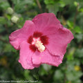 Lil' Kim® Red Rose of Sharon (Hibiscus syriacus 'Lil Kim Red') - 1 gallon