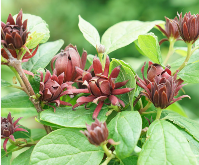Simply Scentsational® Sweetshrub (Calycanthus simply 'Scentsational') - 3 gallon 15"