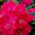 Holden’s ™ Red Rhododendron (Rhododendron holdens 'Red') - 3 gallon 15"