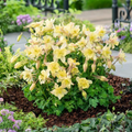 EarlyBird™ Yellow Columbine (Aquilegia 'Earlybird Yellow') - 1 gallon