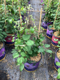 Duchess of Cornwall Clematis (Clematis 'The Duchess Of Cornwall') - 1 gallon