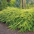 Thunderbolt® Box Honeysuckle (Lonicera thunderbolt 'G3') - 3 gallon
