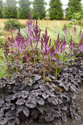 Dark Side of the Moon Astilbe (Astilbe 'Dark Side of the Moon') - 1 gallon