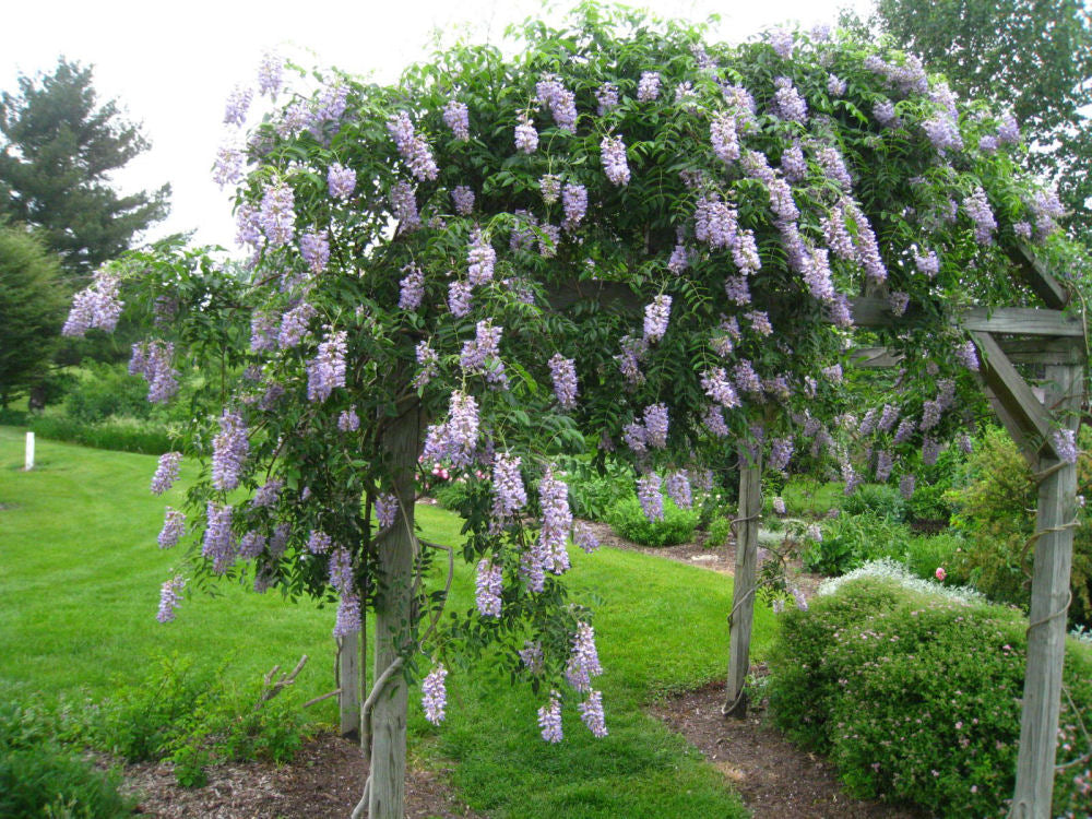 Blue Moon Wisteria (Wisteria macrostachya 'Blue Moon') - 2 gallon 30" TRELLIS