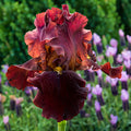 Bernices Legacy German Iris (Iris germanica 'Bernices Legacy') - 1 gallon