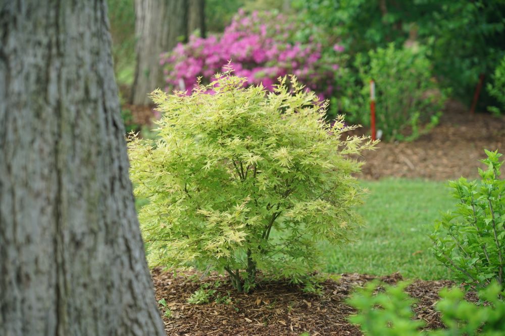 Metamorphosa® Japanese Maple (Acer palmatum 'Metamorphosa') - 3 gallon