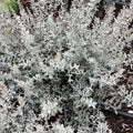 GardenGhost™ Artemesia (Artemisia garden 'Ghost') - 1 gallon
