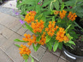 Gay Butterflies Milkweed (Asclepias tuberosa 'Gay Butterflies') - 1 gallon