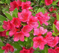 Bixby’s Northern Red Azalea (Azalea 'Bixby's Northern Red') - 3 gallon 15"
