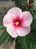 Moonshadow™ Rosita Rose Mallow (Hibiscus rosita) - 2 gallon