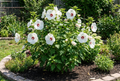 Rose mallow (Hibiscus moscheutos) - 1 gallon