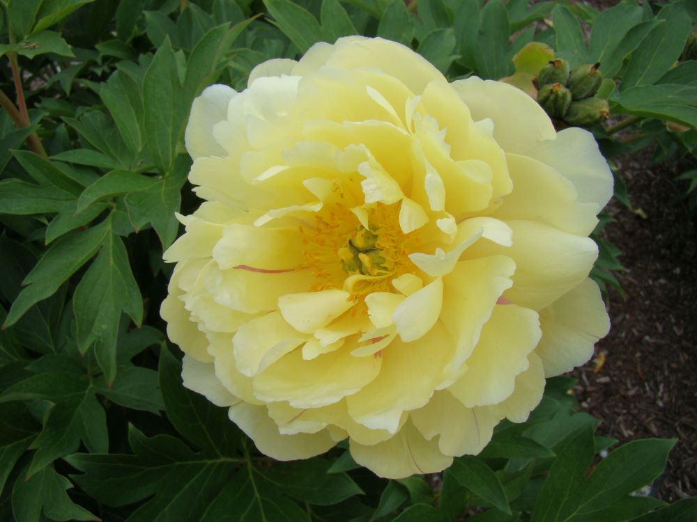 Garden Candy® Pineapple Fizz™ Itoh Peony (Paeonia 'I Pineapple Fizz') - 2 gallon