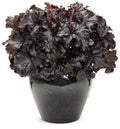 Dressed Up® 'Evening Gown' Coral Bells  (Heuchera 'Hybrid Evening Gown') - 1 gallon