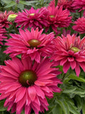 Sunseekers™ ‘Sweet Fuchsia’ Coneflower (Echinacea Sunseekers 'Sweet Fuchsia') - half gallon
