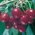 Bing Sweet Cherry (Prunus avium 'Bing') - 5 gallon 60"