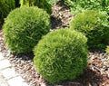 Danica Arborvitae (Thuja occidentalis 'Danica') - 3 gallon 12"