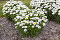 Dream Big Shasta Daisy (Leucanthemum x 'S Dream Big') - 1 gallon