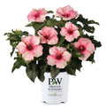 Hollywood Hibiscus™ Bloom Bash™ (Hibiscus rosa-sinensis Bloom Bash™ (AH-64)) - 2 gallon