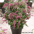 Pieris jap. Passion Party™ 'Passion' (Passion Party Passion Andromeda) - 3 gallon 12"