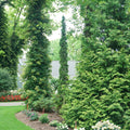 Sting® Arborvitae (Thuja occidentalis 'Sting') - 1 gallon