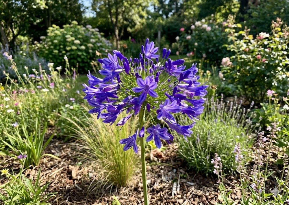 Blue African Lily (AGAPANTHUS AFRICANS BLUE) - QT