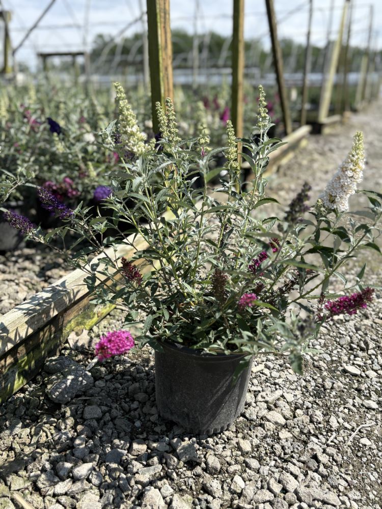 Buddleia Perfecta Trifecta (Buddleia davidii BUZZ series ‘Sky Blue’, ‘Hot Raspberry’, “ivory’) - QT