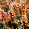 Peach Pearl Agastache (Agastache ‘Peach Pearl’) - 1 gallon