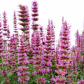 Prince’s Plume Agastache (Agastache ‘Prince’s Plume’) - 1 gallon