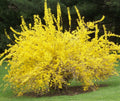 Spring Glory Forsythia (Forsythia x intermedia 'Spring Glory') - QT