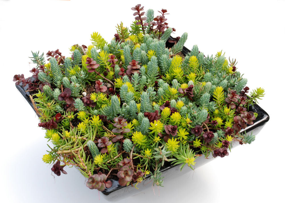 Flaming Carpet Stonecrop (Sedum 'Flaming Flaming Carpet') - QT