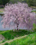 Pink Snow Showers Weeping Cherry (Prunus x 'Pinsnshzam') - 2 gallon UMB