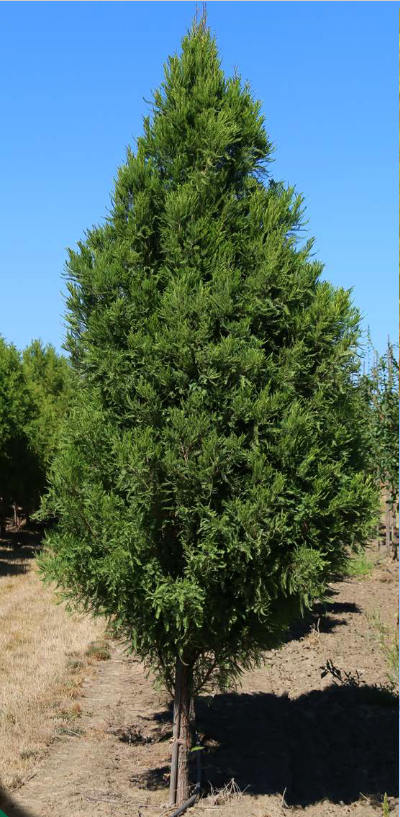 Lindsey's Skyward™ Bald Cypress (Taxodium distichum 'Lindseys Skyward') - 3 gallon
