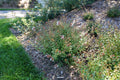 Brilliantina® Abelia (Abelia x grandiflora Brilliantina®) - QT