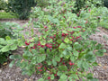 Berry Scape® Aronia (Aronia arbutifolia’Berry Scape’) - QT