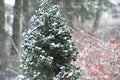 Castle Spire® Blue Holly (Ilex x meserveae 'Castle Spire') - QT