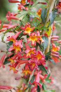 Dressed To Thrill® Crossvine (BIGNONIA DRESSED TO THRILL) - QT