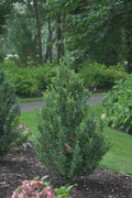Sky Box™ Japanese Holly (Ilex crenata 'Sky Box') - QT