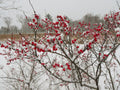 Berry Heavy® Winterberry Holly (Ilex verticillata 'Berry Heavy') - QT