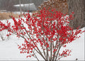 Proven Winners® Color Choice® Berry Poppins® Winterberry Holly (Ilex verticillata '‘Farrowbpop’') - QT