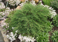 Celtic Pride® Siberian Cypress (Microbiota D 'Celtic Pride') - QT
