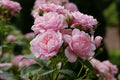 Reminiscent™ Pink Rose (Rosa reminiscent 'Pink') - QT