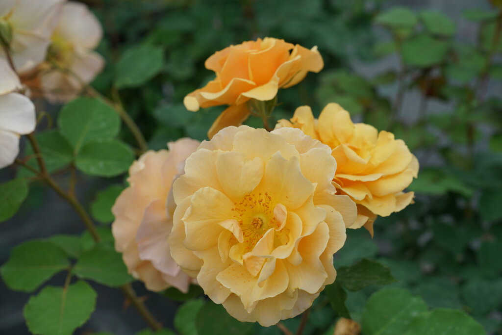 Rise Up Amberness™ Rose (Rosa rise 'Up Amberness') - QT